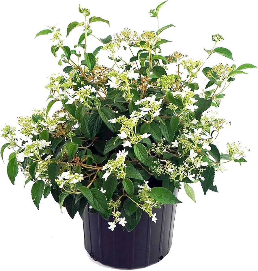 Viburnum p. t. 'Summer Snowflake' (Doublefile Viburnum) Shrub, white flowers, #3 - Size Container | Amazon (US)