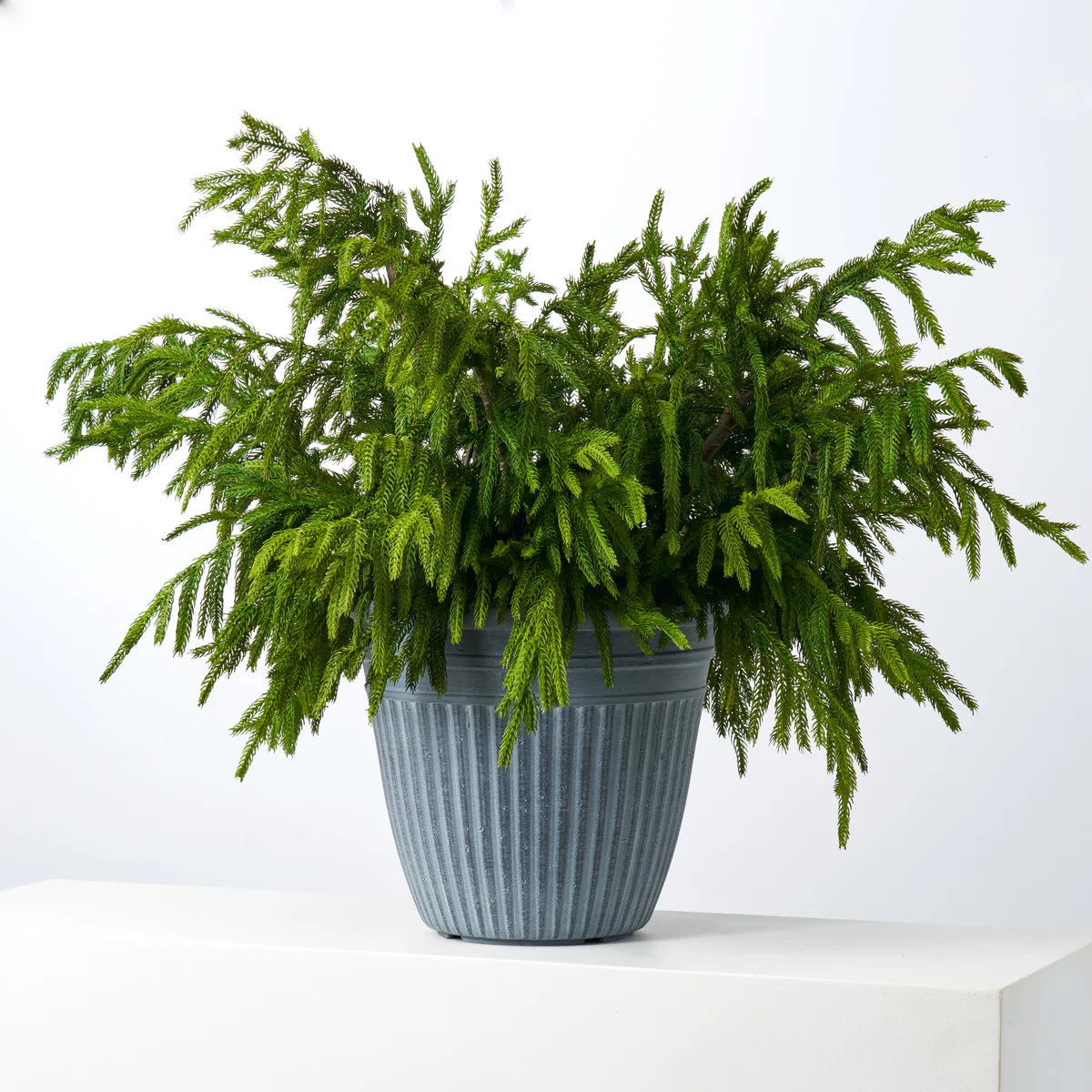 Natural Touch Norfolk Pine Large Outdoor Planter Winter Urn Filler Arrangement | Darby Creek Trading