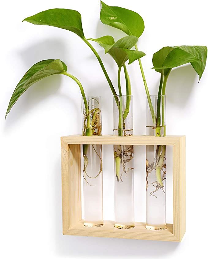 Mkono Wall Hanging Glass Planter Plant Terrarium Modern Flower Bud Vase in Wood Stand Rack Tablet... | Amazon (US)