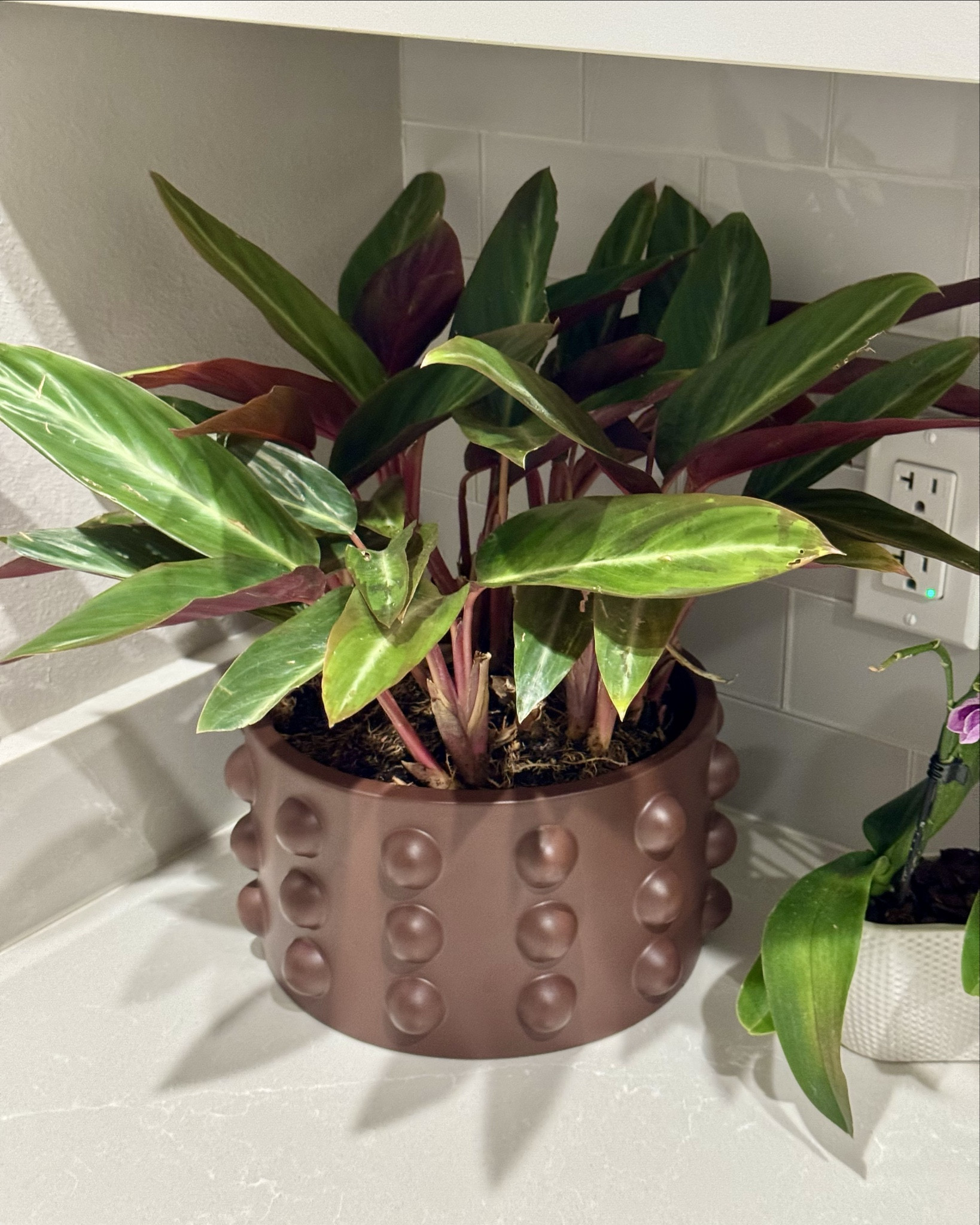 From drab to fab. 😍

Loved the plant, hated the pot. 

We repotted her and she’s a whole different girl. 

#LTKvlog