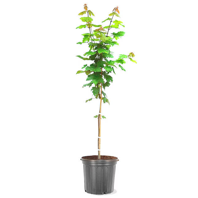 Southern Planters Shade Autumn Blaze Maple In Pot (With Soil) | Lowe's