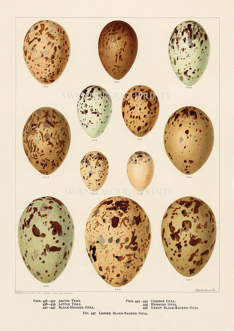 Sea Gull Eggs Print Ocean Seagulls Eggs Coastal Home Decor Giclée Printed Onto Archival Smooth W... | Etsy (US)