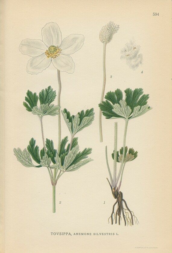 SNOWDROP ANEMONE (Anemone Silvestris L.) Antique Botanical Book Plate 594 Bilder ur Nordens Flora... | Etsy (US)