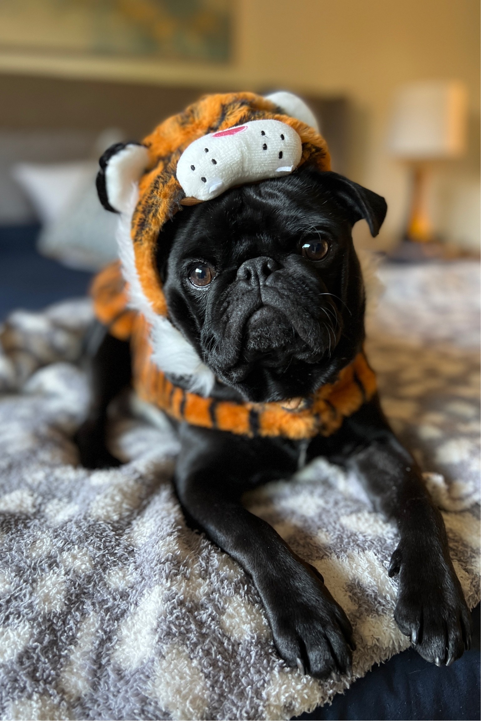Am I a scary tiger? Pugs can be scary for Halloween too. 👻🎃🐾

#LTKSeasonal #LTKHalloween