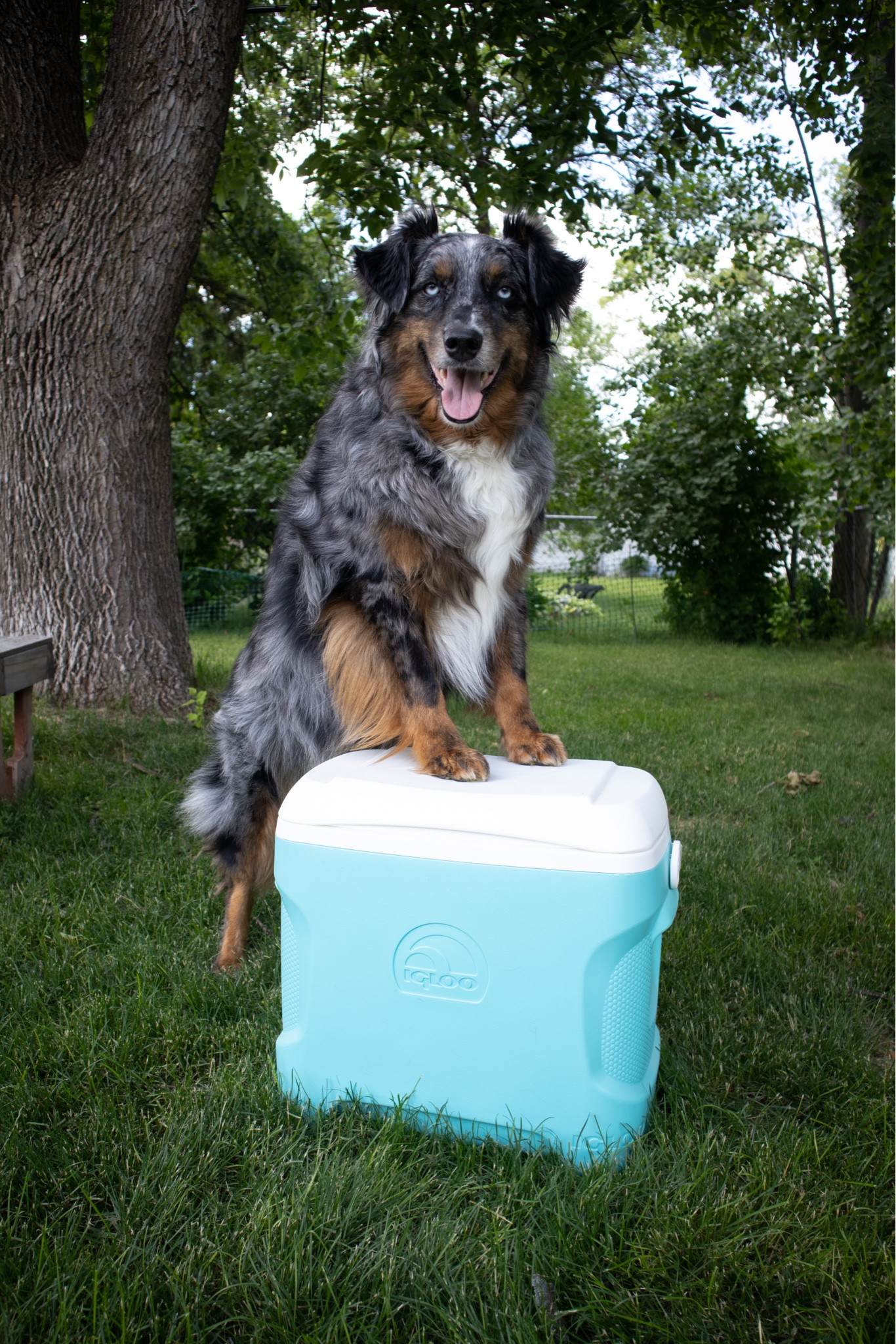 It’s almost cooler season 😎 #dogs #summer #igloo 

#LTKSeasonal #LTKGiftGuide #LTKparties