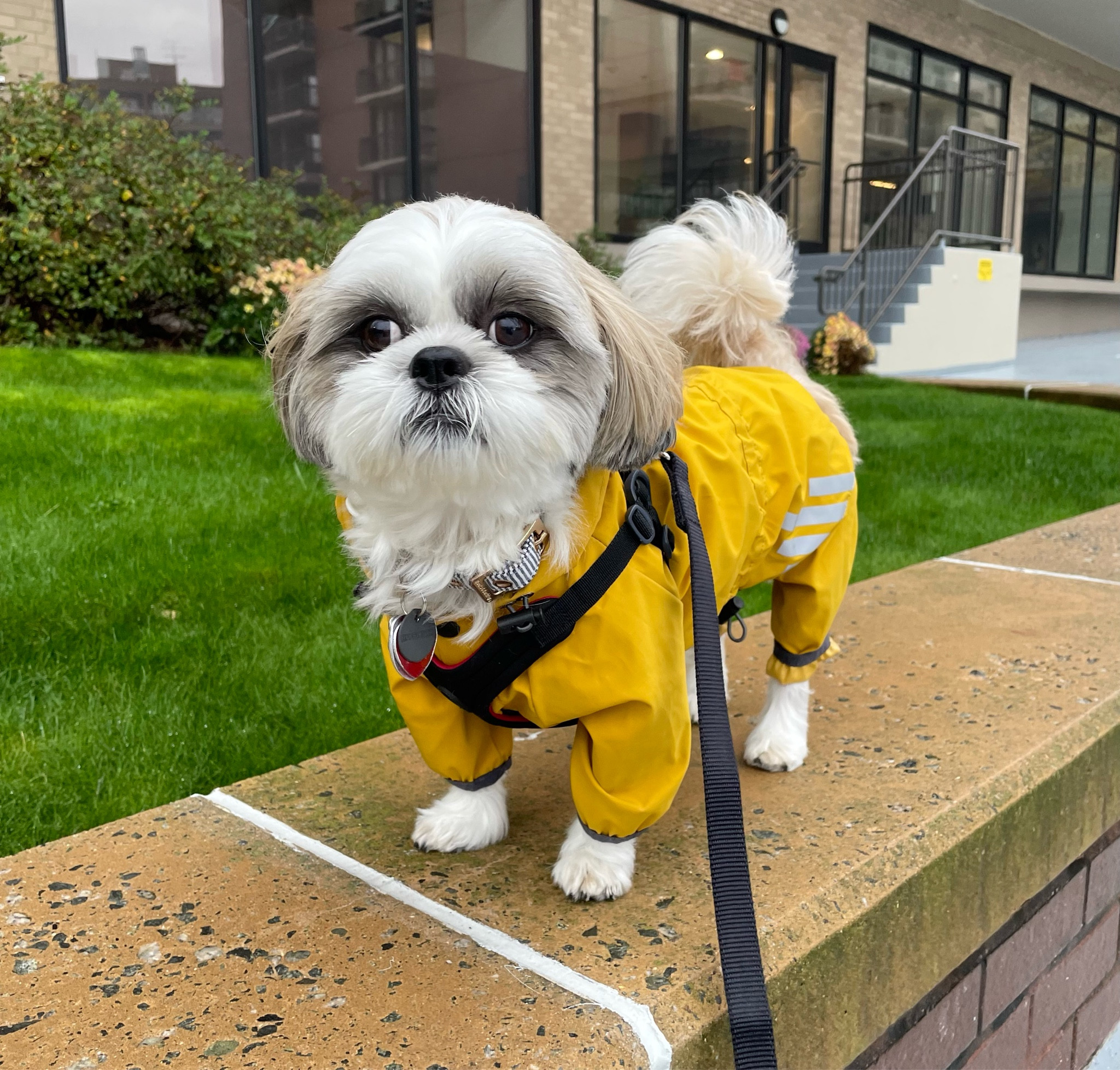 Ralphie is wearing size L and he is a 15 pound Shih Tzu. 


#LTKfamily #LTKunder50 #LTKbaby