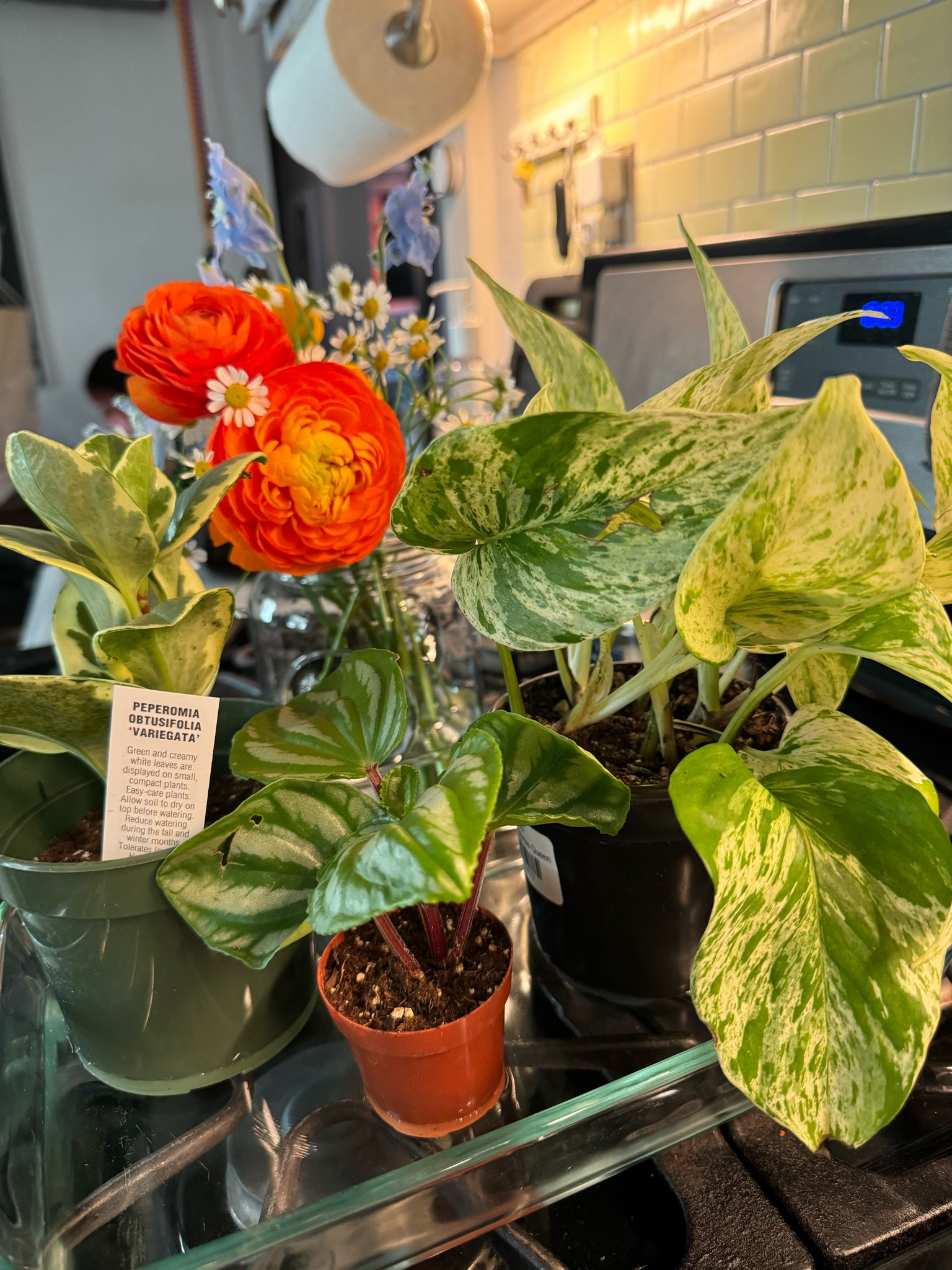 Soil and plant food I use 🌱🪴 Also, sharing some cute planters I love! All have drainage 🥰

#LTKHome