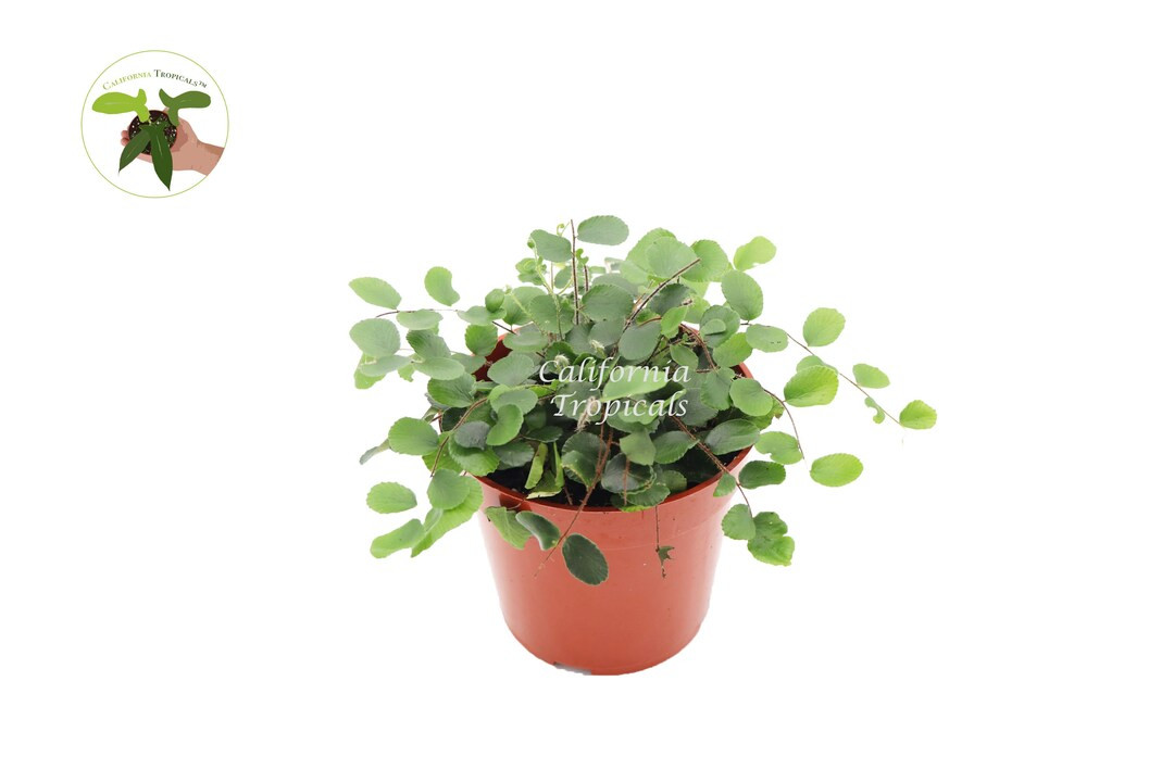 Button Fern - 4'' from California Tropicals | Etsy (US)