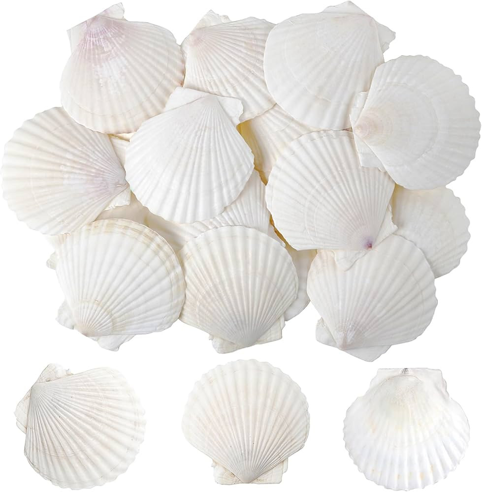sinkoo Scallop Shells White Natural Seashell 25 PCS for DIY Craft Mermaid Beach Wedding Home Deco... | Amazon (US)