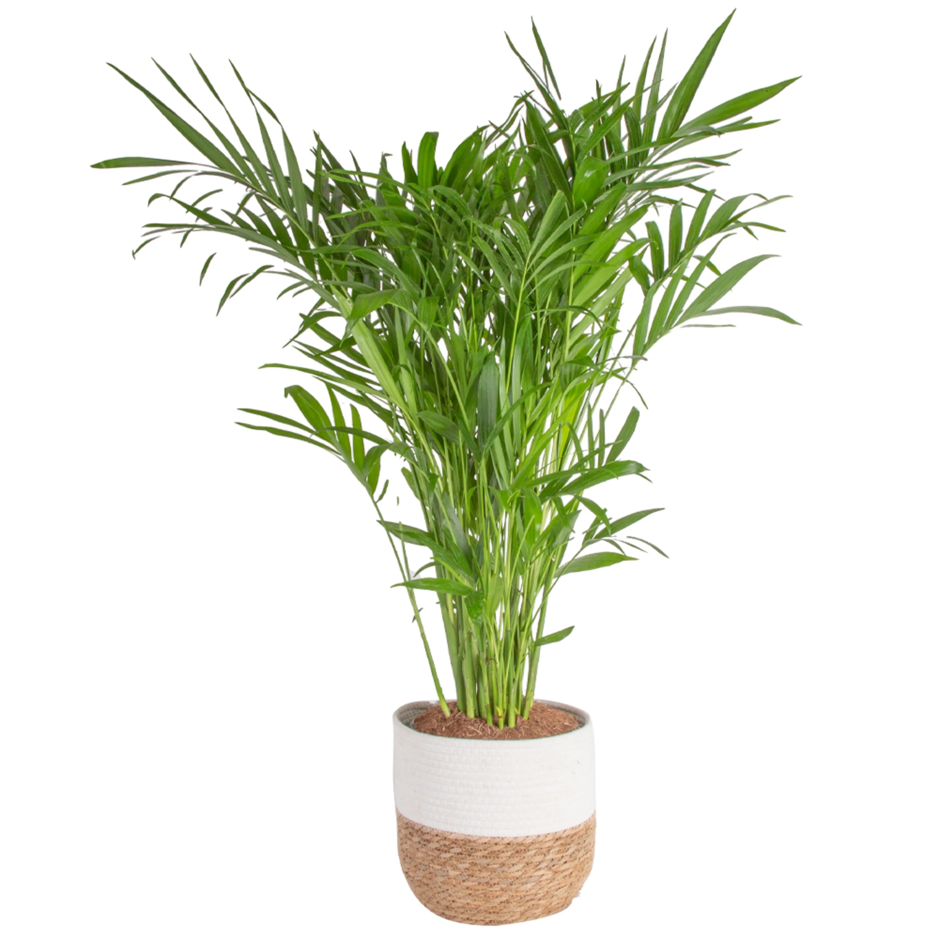 Costa Farms  Live Indoor 32in. Tall Green Cat Palm; Bright, Indirect Sunlight Plant in 10in. Déc... | Walmart (US)