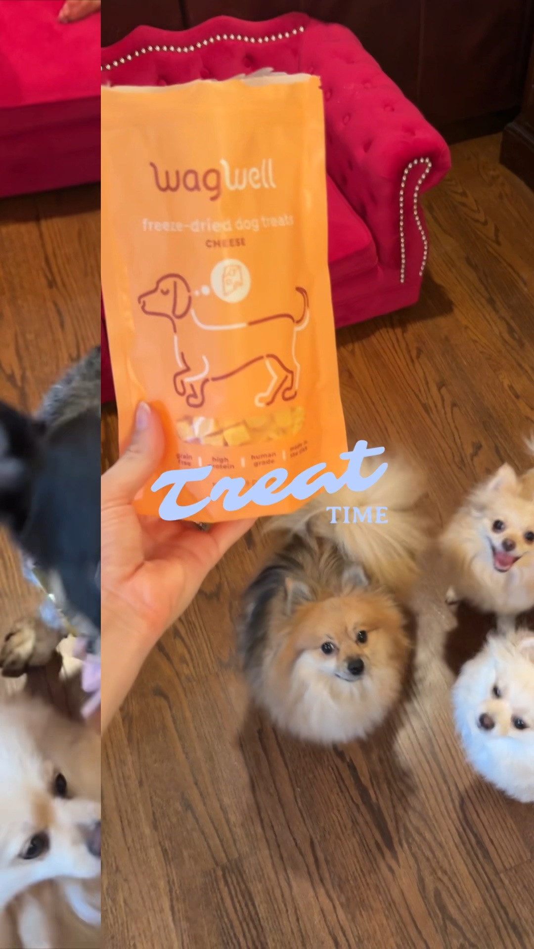 A little Thursday treat 🐾🤍

When the WagWell bag comes out, the whole crew somehow appears in seconds. 😂

Gifted by @wagwell. As always, all opinions—and tail wags—are our own.

dog treats, freeze-dried dog treats, WagWell, pet favorites, healthy dog treats, dog mom, Pomeranian, cattle dog, pet essentials, dog lifestyle, pet finds, LTK pets

#LTKPets #DogMom #DogTreats #PetFavorites #FreezeDriedTreats #WagWell #PetLifestyle #DogsOfInstagram #Pomeranian #CattleDog #PetProducts #Gifted #Ad

#LTKmomlife #LTKfoodie #LTKHome