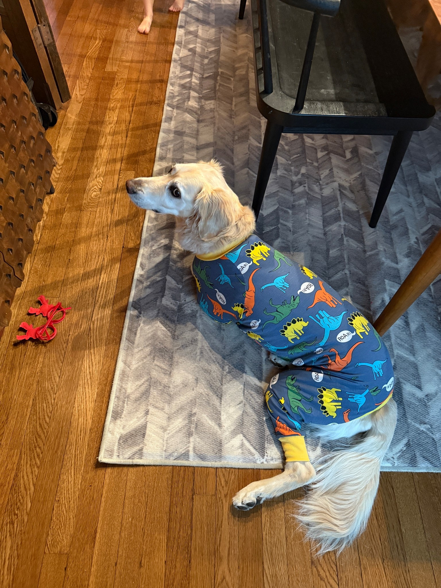 Had to get this guy into a recovery suit to help a wound heal. It’s been helping! 

#LTKFindsUnder50 #LTKPets #LTKdayinmylife