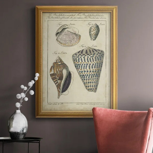 " Vintage Shell Study II " Painting Print | Wayfair North America