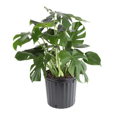 Costa Farms Indoor Philodendron Monstera Deliciosa House Plant in 10-inch Nursery Pot | Wayfair North America