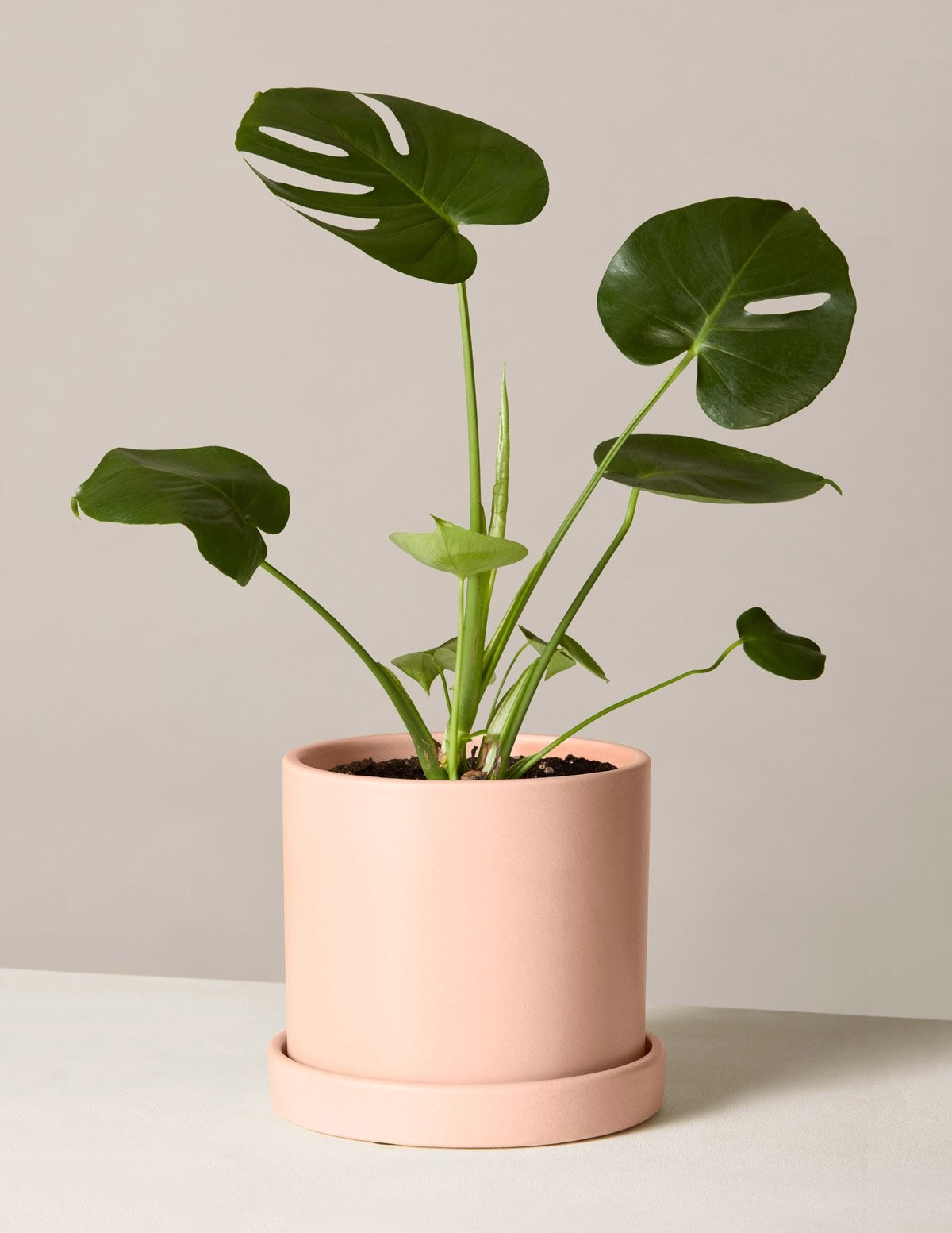 Monstera Deliciosa | The Sill