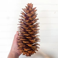 3 Giant Sugar Pine Cones for Crafts and Decorations From 10-12 Inches, Christmas Holidays - Etsy | Etsy (US)