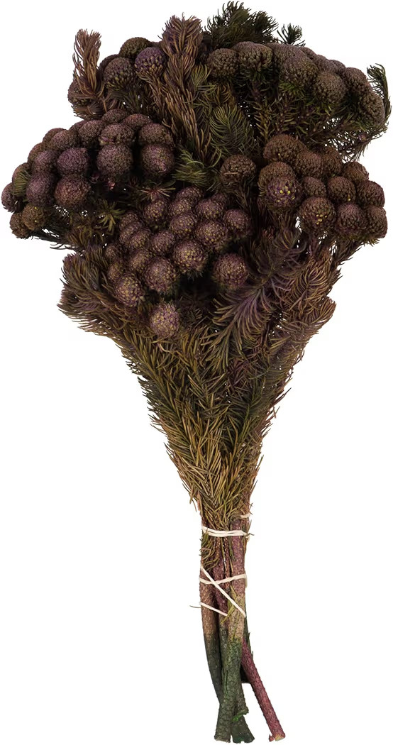 Vickerman 12-16" Violet Brunia, 4 oz Bundle, Preserved | Amazon (US)