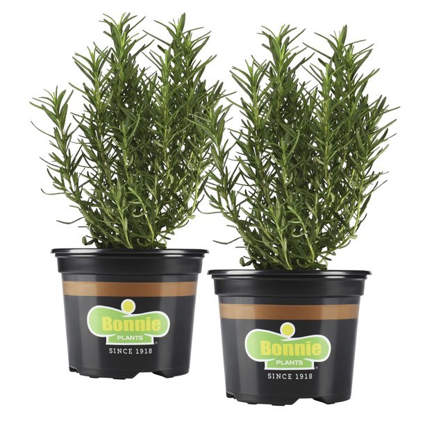Bonnie Plants Rosemary 25 oz., 2-pack | Walmart (US)