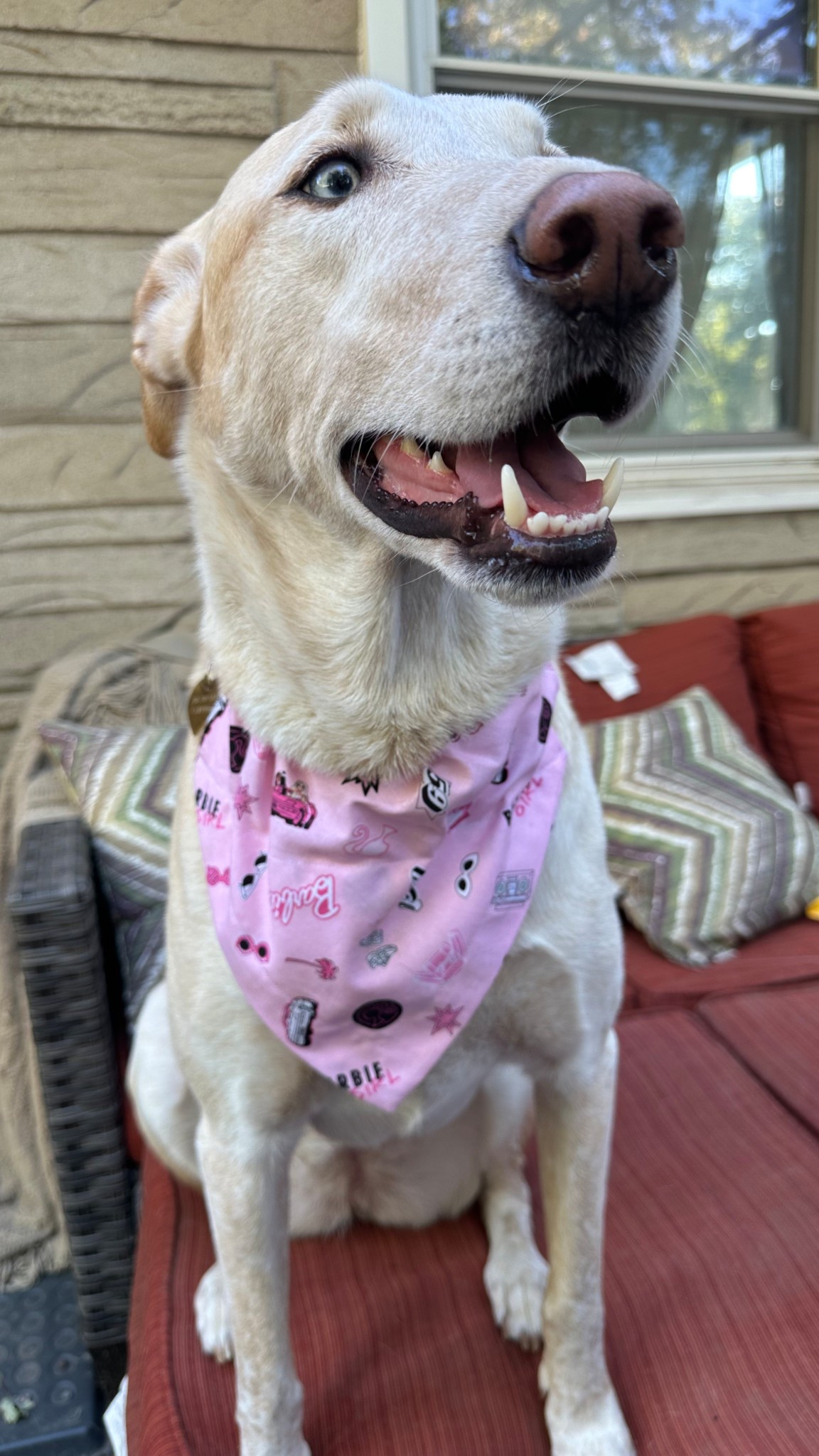 🐾 Cozy fall vibes with my best girl 💕
Matching the season in her Barbiecore bandana 🩷 — because even our dogs deserve a little style moment! Perfect for walks, coffee runs, or backyard hangs 🍂☕️

Shop her look + my favorite pet accessories, cozy patio finds, and fall decor linked on my LTK 🐶✨

#Barbiecore #DogStyle #FallVibes  #DogMomLife

#LTKHome #LTKPets #LTKSeasonal