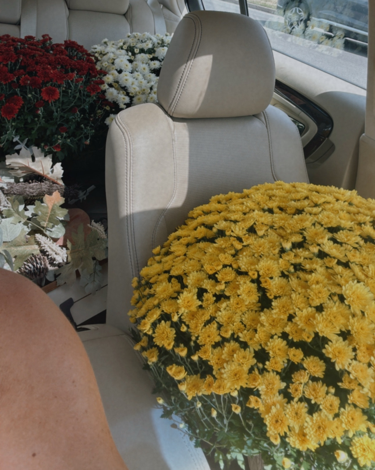 Retail therapy is real 🫶

Went to Michael’s for a little more fall decor bc I just needed more. 
Went to Kroger (per usual 😂) and it was exploding with the most beautiful mums in the front walking in, a variety of colors for only $14. 🌼
I stopped at 4 pots, totally could have bought more but they wouldn’t fit in my cart lol 

#LTKFamily #LTKSeasonal #LTKHome