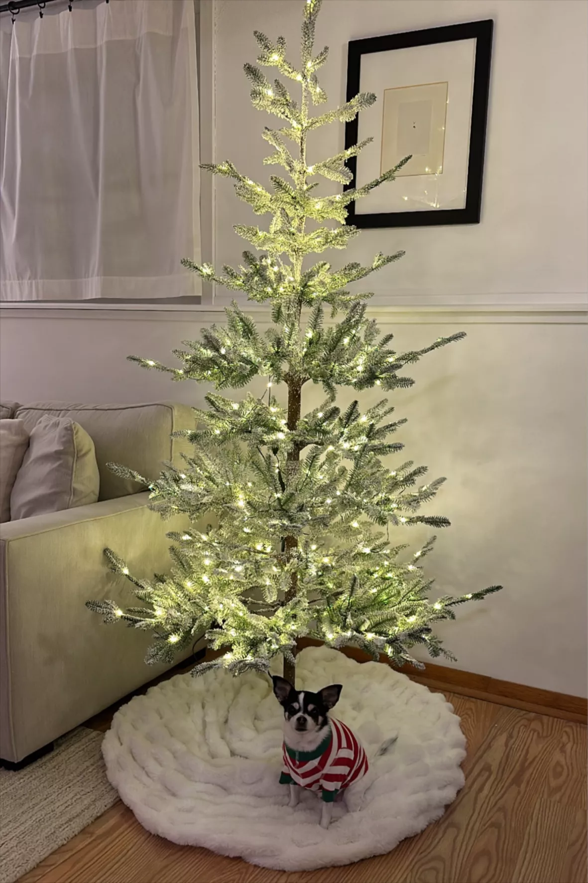 Frosted Alpine Balsam Fir Christmas Tree