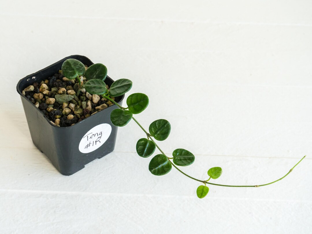 Hoya Tengchongensis 2-inch - Etsy | Etsy (US)