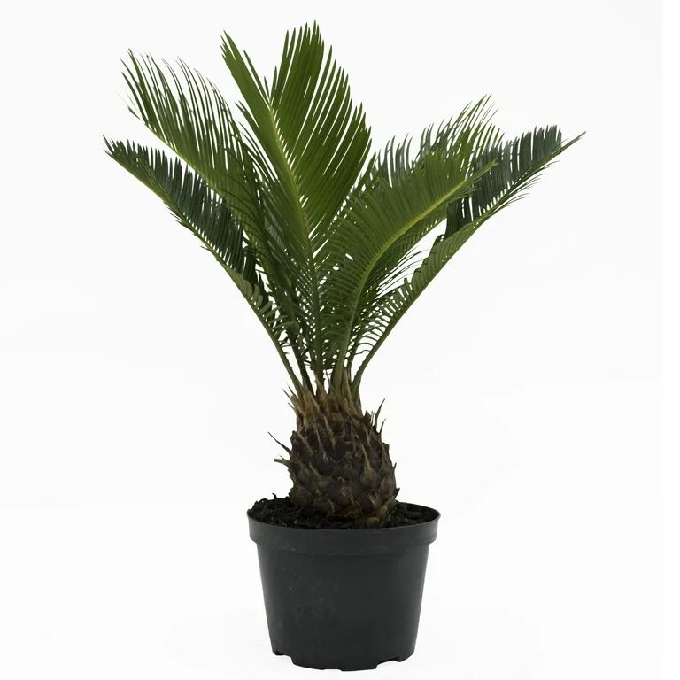 Costa Farms Live Indoor 15in. Tall Green Sago Palm Tree; Bright, Indirect Sunlight Plant in 6in. ... | Walmart (US)