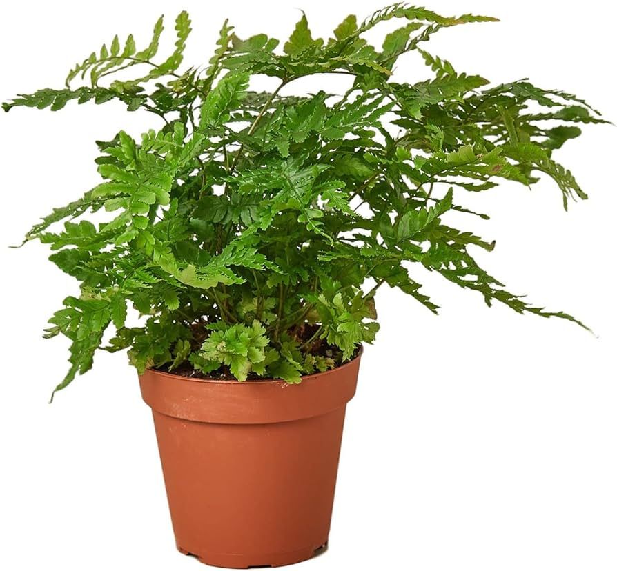 House Plant Shop | Fern 'Autumn' - 4" Pot | Live Indoor Plant | Easy to Care | Natural Décor Pla... | Amazon (US)