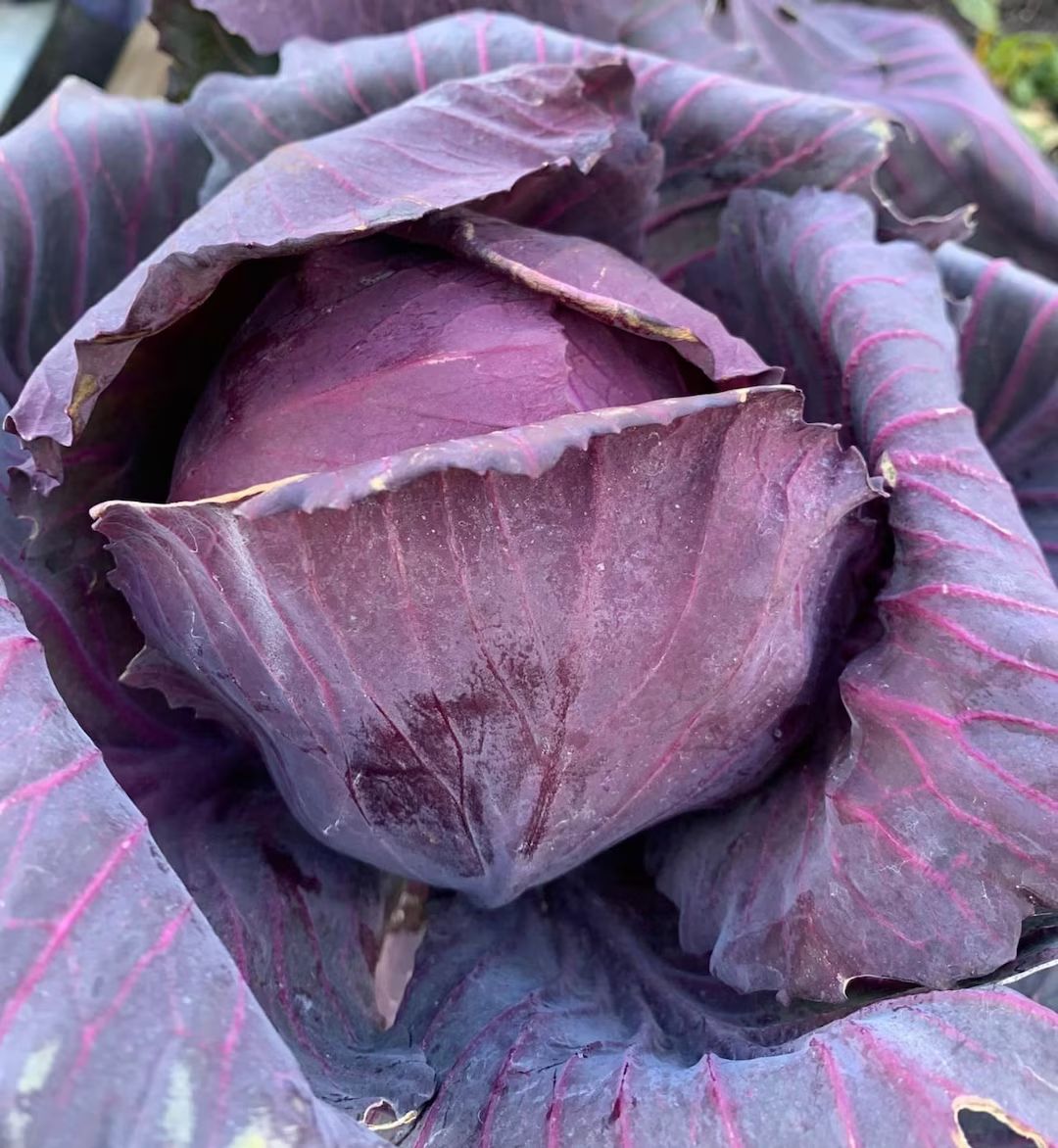 Red Acre Cabbage Seeds | Heirloom | Organic | Etsy (US)