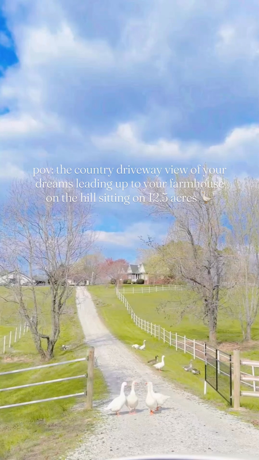 the prettiest sight to welcome in spring 🌸 - green pastures 🌳 and white geese 🪿 on the driveway up our farm sweet farm 🌾 - it truly all feels like a dream 🏡💭 #farmhouseonthehill #themabryfarm #springonthefarm #countrydriveway #farmhousesofinstagram 

#LTKHome