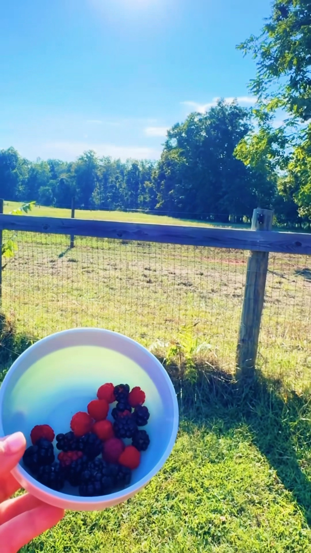 that wonderful feeling you can pick your babies’ farm fresh 🌾 afternoon snack 😋 straight from the backyard hehe 🤭 - my actual DREAM 💭 come true y’all !!!! 💜🩷💜