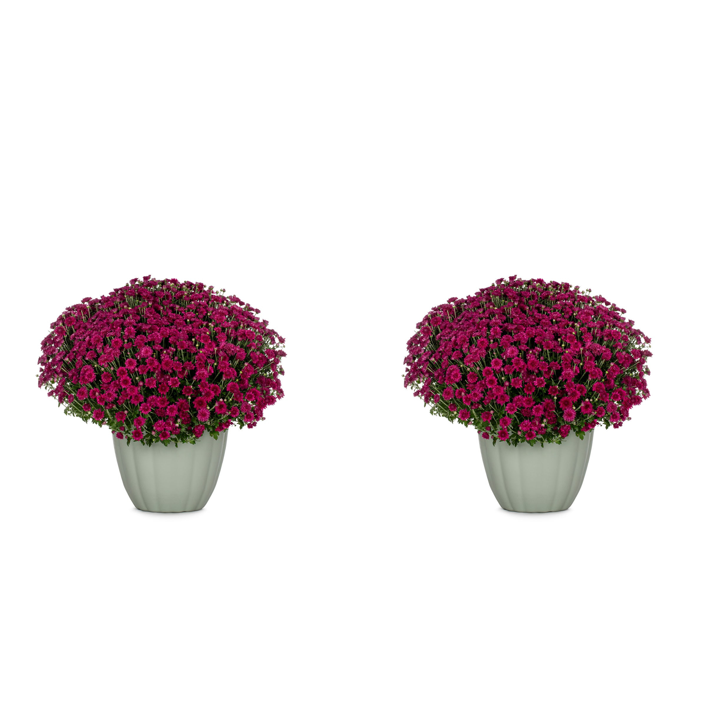 Metrolina Greenhouses Purple Mum in 3 Quart(s) Pot 2 -Pack | 5248 | Lowe's