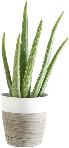 Costa Farms Aloe Vera Live Indoor House Plant, Gift, 10-Inch Tall, Green | Amazon (US)