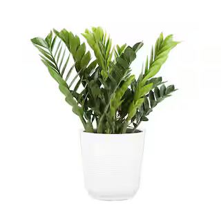 Costa Farms Zamioculas Zamiifolia Indoor ZZ Plant in 10 in. White Paradise Planter, Avg. Shipping... | The Home Depot
