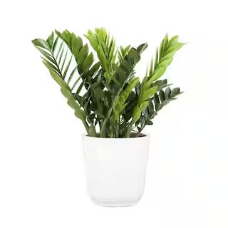 Zamioculas Zamiifolia Indoor ZZ Plant in 10 in. White Paradise Planter, Avg. Shipping Height 1-2 ... | The Home Depot