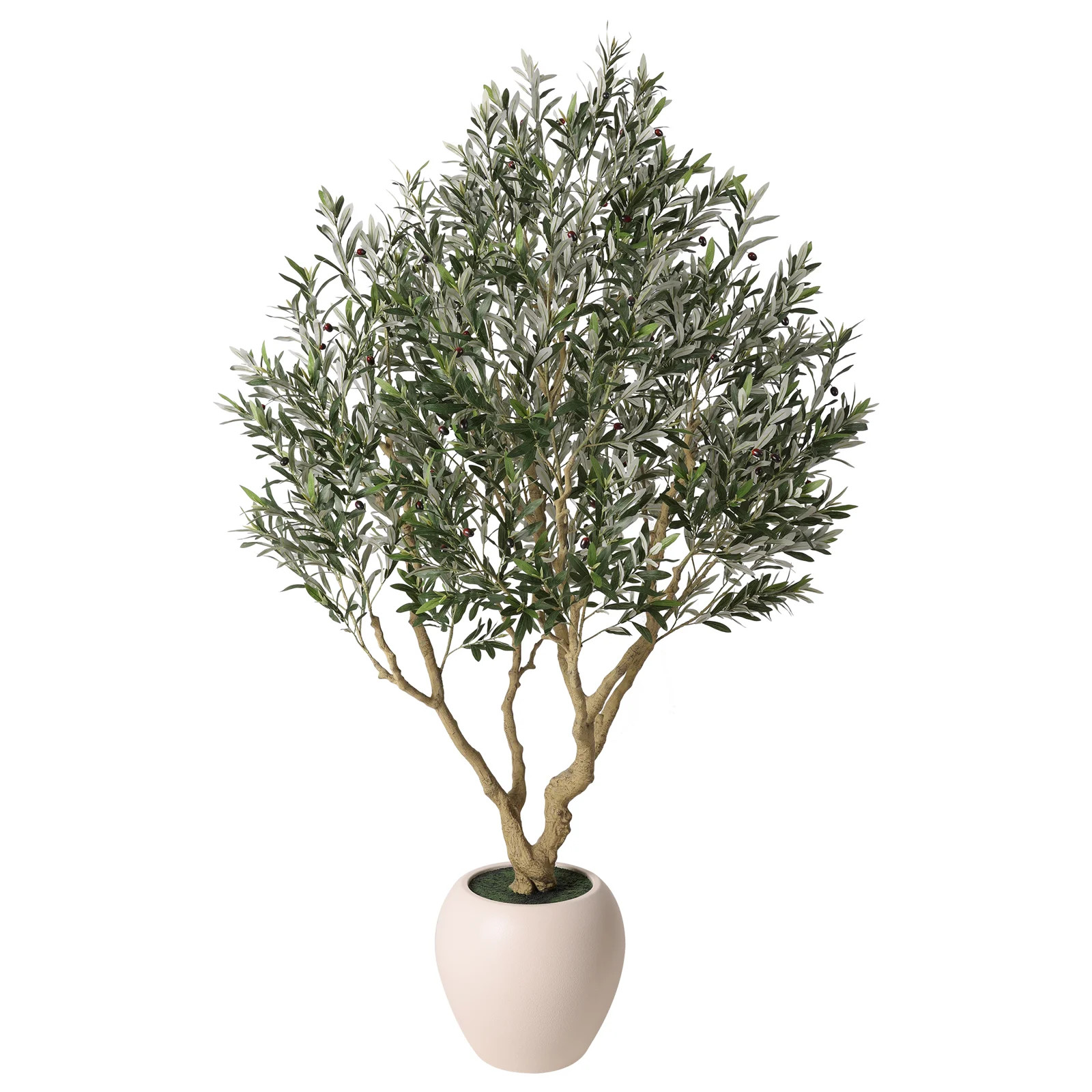Ashwell 96" Olive Tree in Pot | Birch Lane