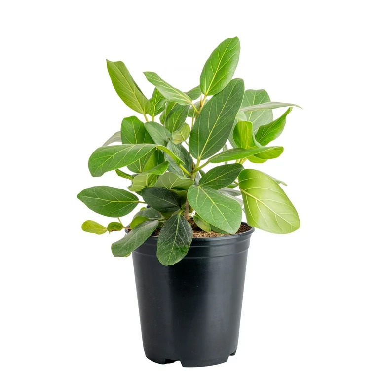 Costa Farms 12" Ficus Grower's Choice Live Plant in 5" Grower Pot | Walmart (US)