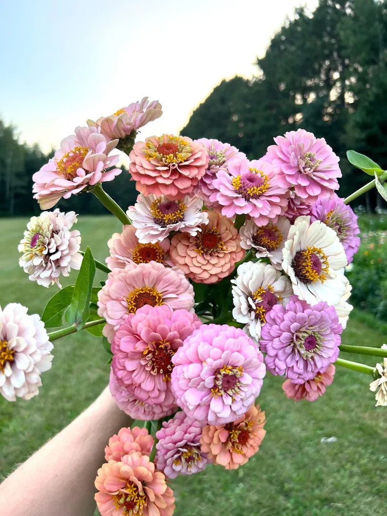 15 Seeds Lovely Pastel Mix Zinnias Seeds - Etsy | Etsy (Global)