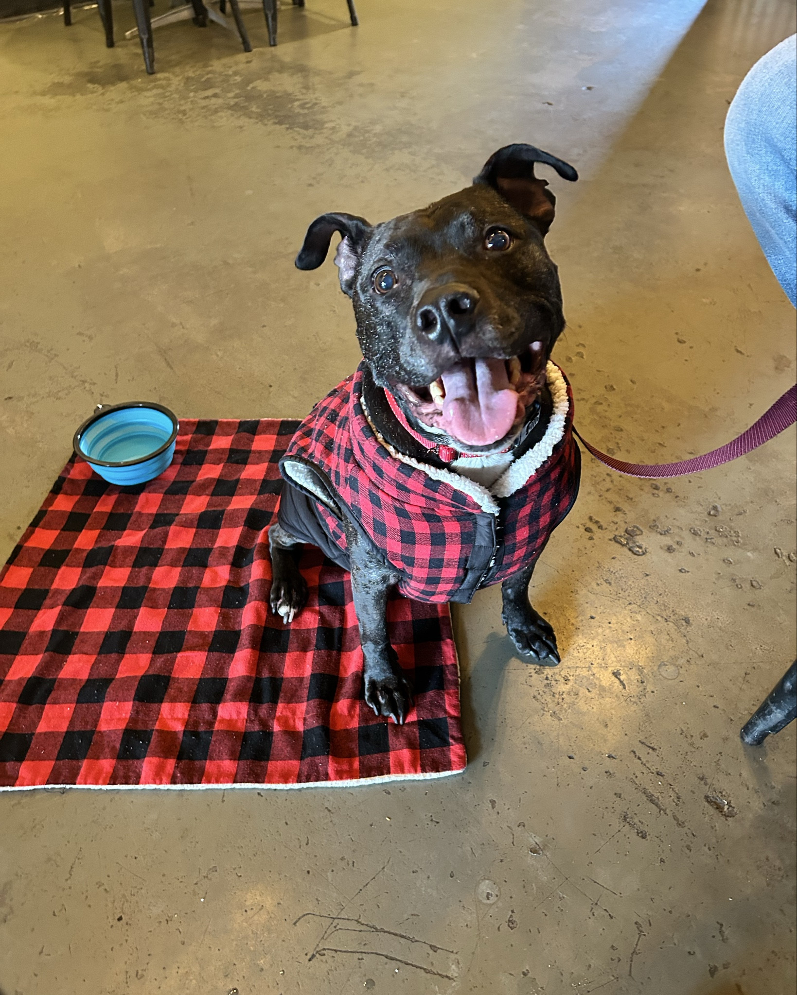 Zuma dressed himself today.
He said, “Plaid on plaid is a lifestyle, not a choice.”
Linking his cozy fit because apparently he’s an icon now.
His coat is sold out but this one is nice too! 

#LTKCyberWeek #LTKmomlife #LTKGiftGuide