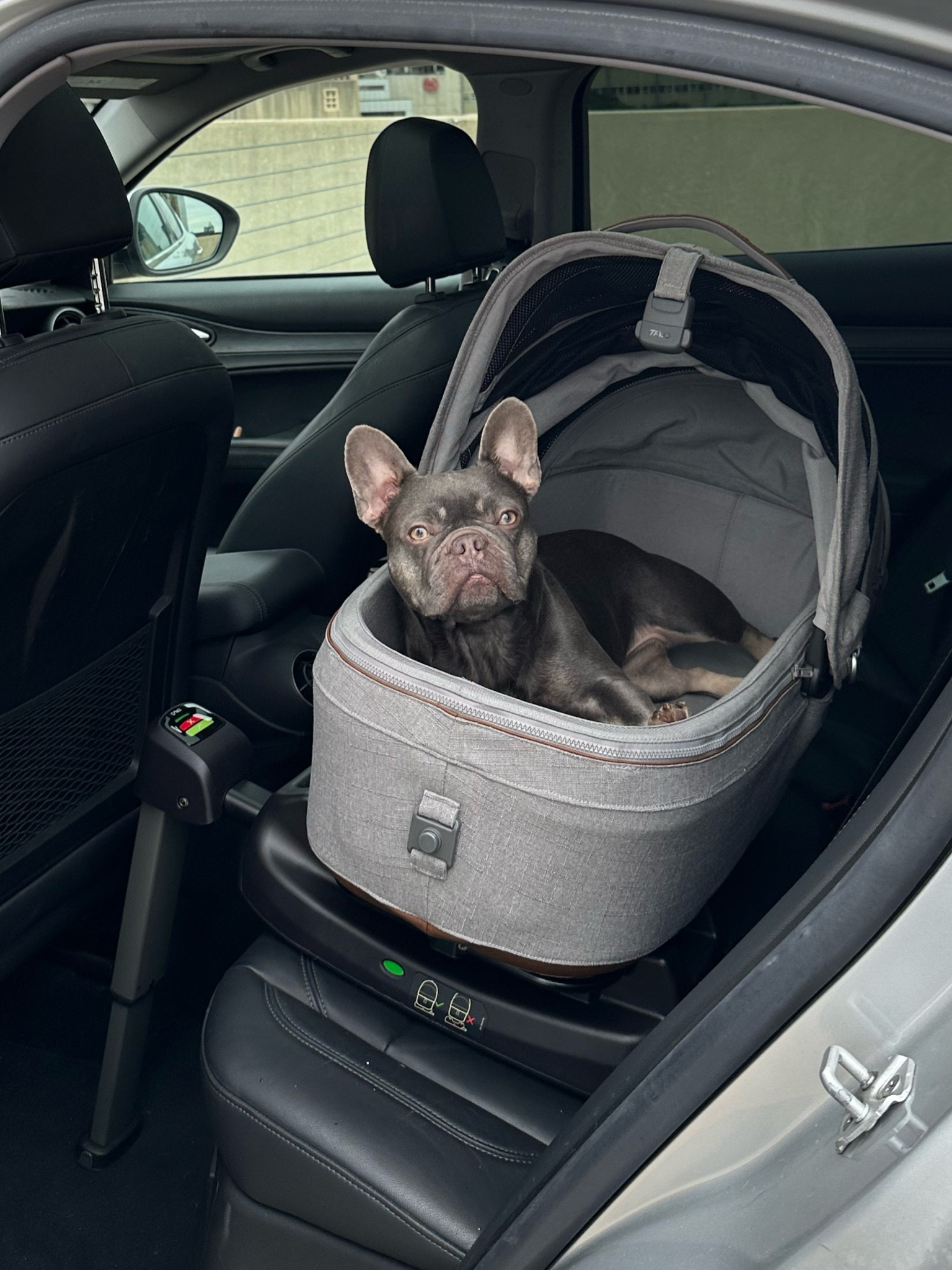 Maeve™ Pet Car Seat