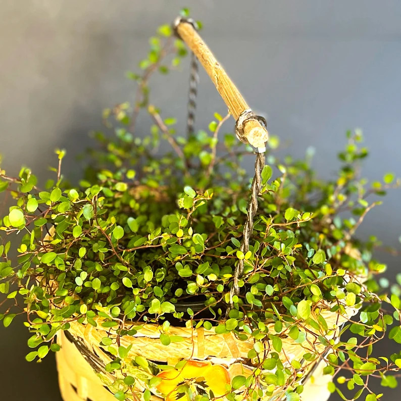 Creeping Wire Vine, Angelvine, Muehlenbeckia complexa, Draping Tiny Leafed Vine, Trailing Topiary... | Etsy (US)