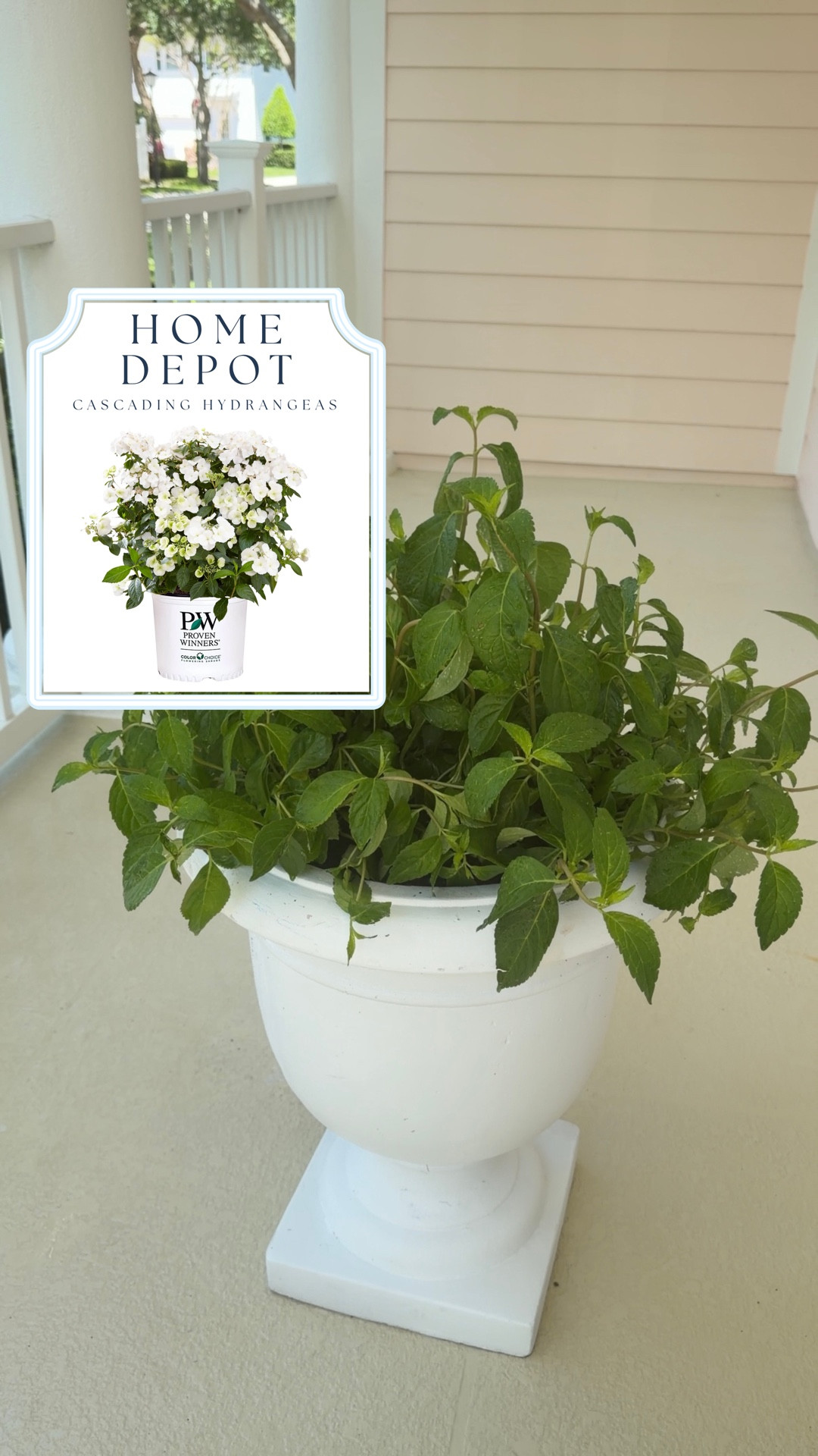 “Fairytale Bride” Cascading Hydrangea plants available to order!! I ordered 3 of the 2-gallon size to fill this white pedestal planter 🌿 so excited for them to (hopefully) bloom 

Porch plants • Summer Porch • Porch Decor • White Flowers • Gardening

#LTKHome #LTKSeasonal