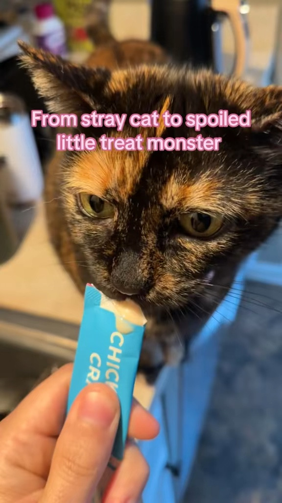 The most spoiled little stray cat to ever walk the earth and that's the way we like it 

 #LTKdayinmylife #LTKmorningroutine #LTKfoodie