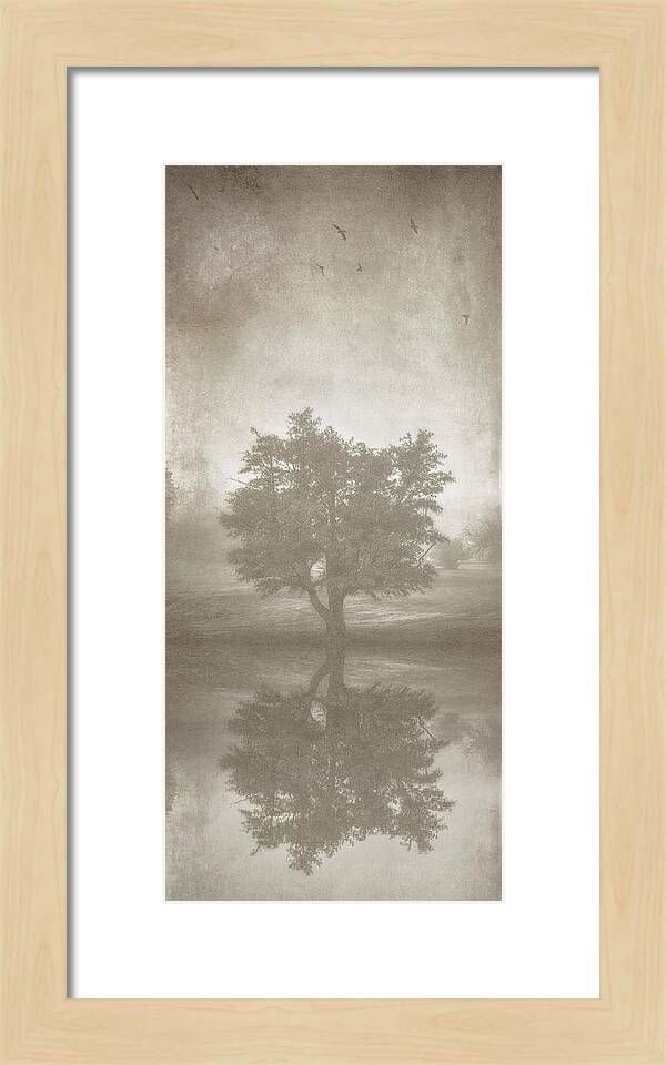 A Tree in the Fog 3 Framed Print | Fine Art America