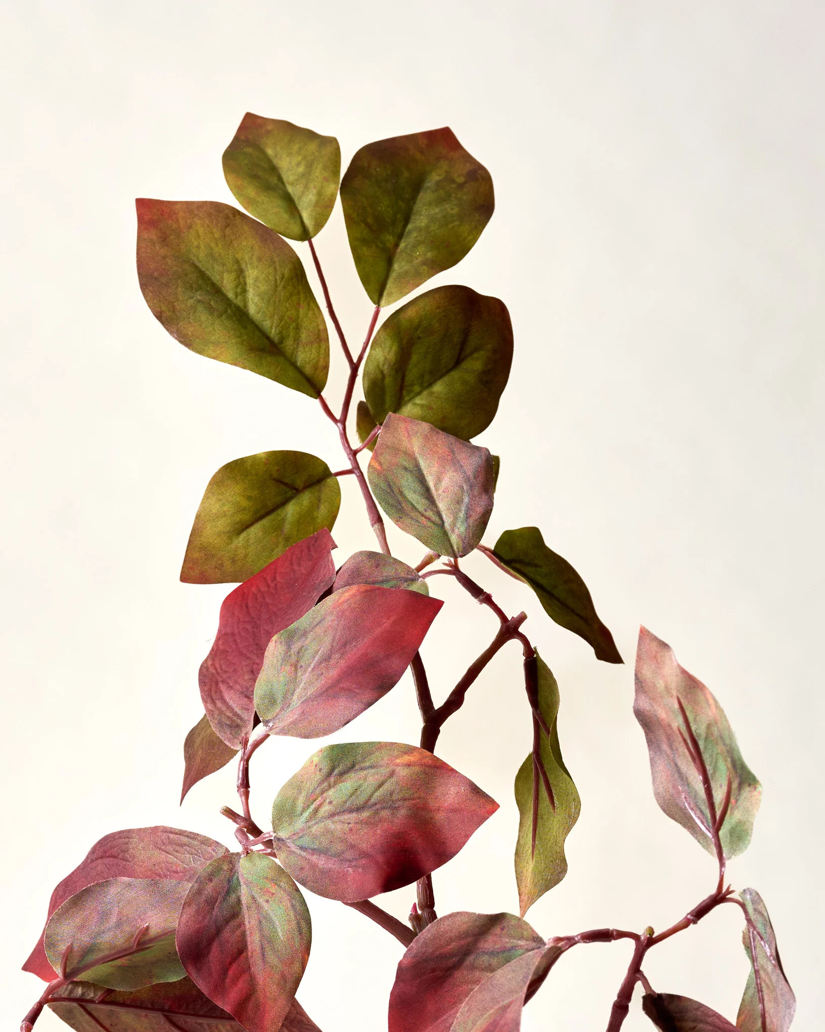 Red-Twig Dogwood Branch | Magnolia