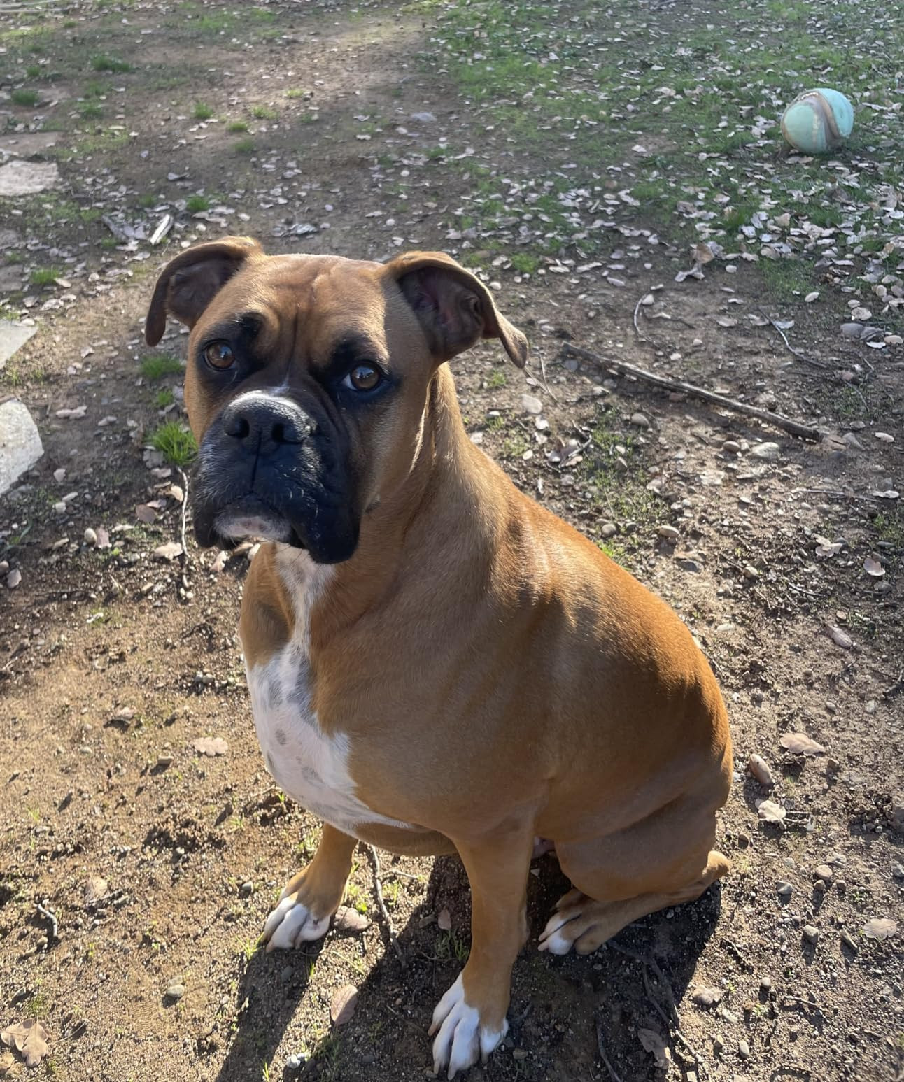 Mighty Paw Waggables Mighty Omega (Made in The USA, 120 Count) | Omega 3 Fish Oil Chew for Dogs. ... | Amazon (US)