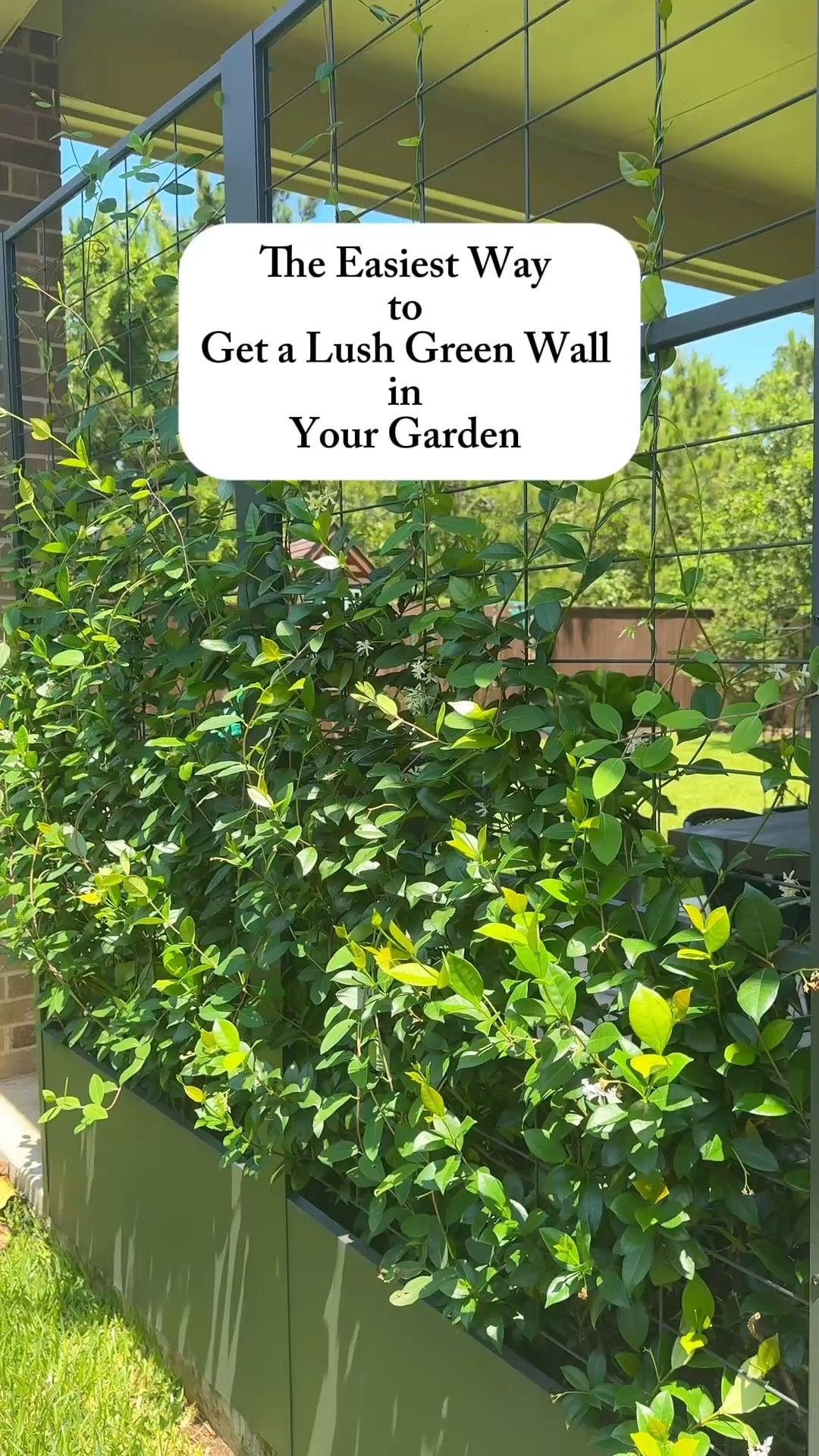 This @vego_garden trellis grows with your garden. 🌿

Start with one trellis, then stack more as your plants grow.

You can make it as short or as tall as you need, making it perfect for everything from young vines to mature climbing plants.

I’m using mine to build a wall of jasmine, one trellis at a time. 💚

✅ 5% Father’s Day Discount: JACQUELYNGROWSMD5
Valid through June 23rd

Comment EASY for the link.

#VegoGarden #GardenTrellis #VerticalGarden #Jasmine #ClimbingPlants

#LTKOver40 #LTKHome #LTKdayinmylife