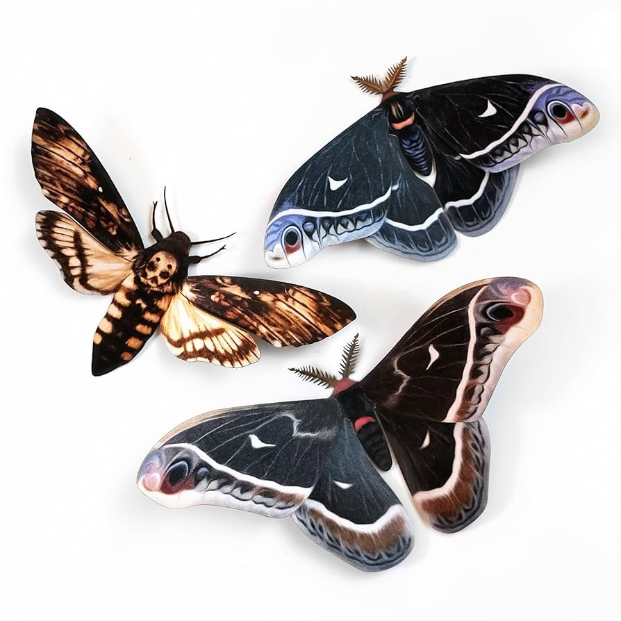 Dark Realistic Paper Moths, Double-Sided Craft Cutouts, Faux Deathhead Hawkmoth - Winter Caletta ... | Amazon (US)