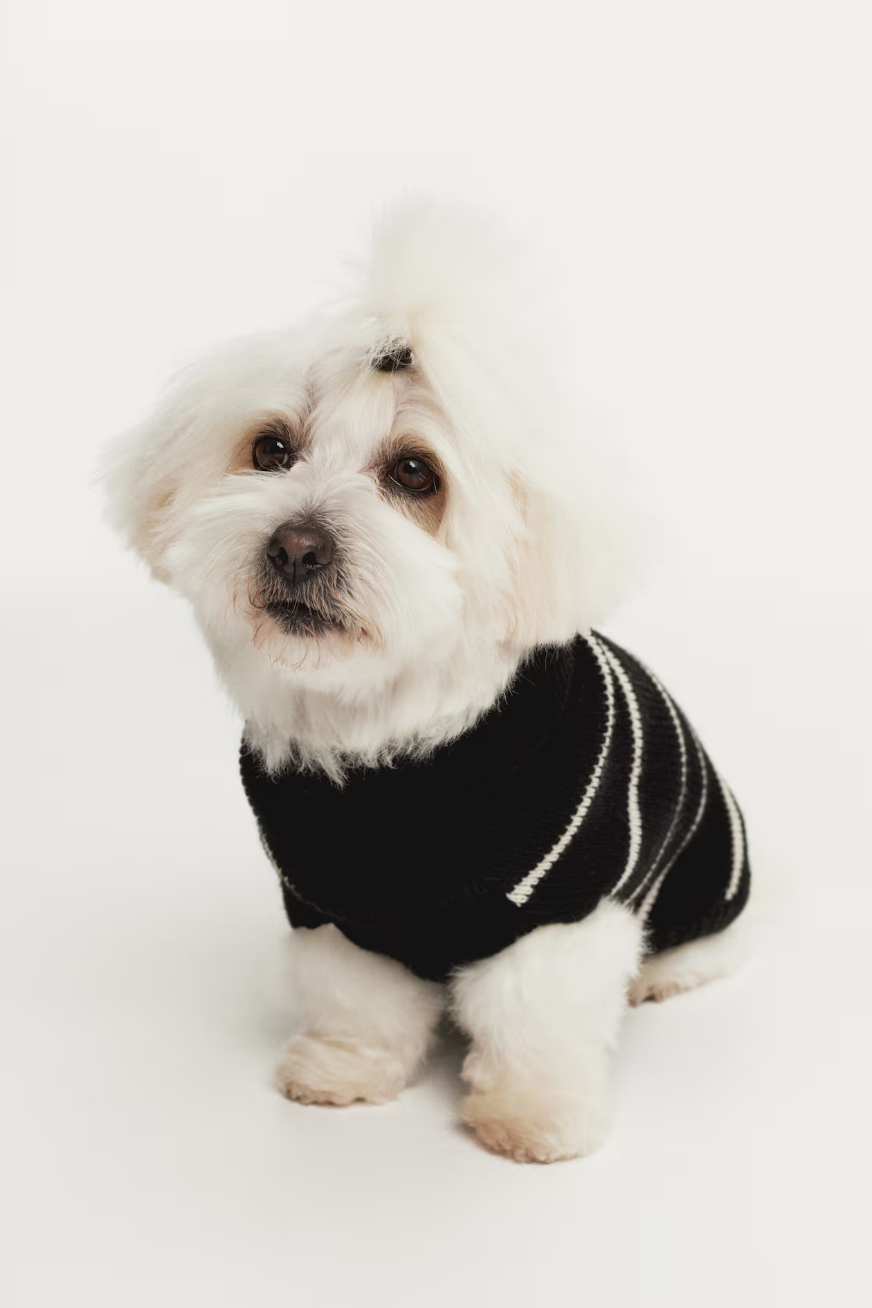 Rib-knit Dog Sweater - Black/white striped - Ladies | H&M US | H&M (US + CA)