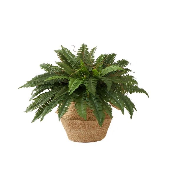 Arago 20'' Faux Fern Plant in Cotton Basket | Wayfair North America